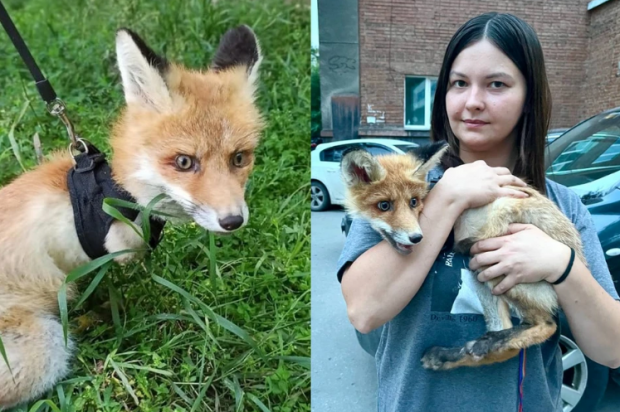 В Новосибирске спасли молодого лисенка, попавшего под поезд