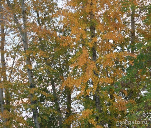 Мошенник вывел из лесного фонда участок вблизи Бердска