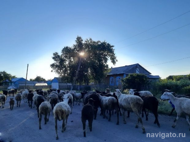 В Новосибирской области появились заболевшие лихорадкой Ку