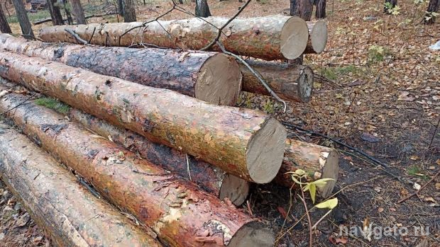 Прокурор Советского района прокомментировал вырубку леса на Шлюзе