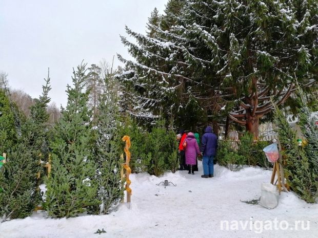 2000 пихт завезли в Новосибирскую область к Новому году