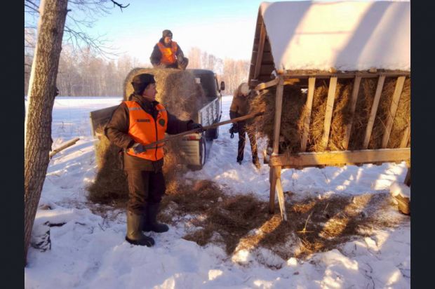 Для диких животных в Новосибирской области заготовили веники и соль