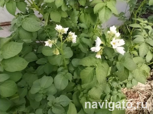 Новые сорта зерновых культур и картофеля переданы на испытание