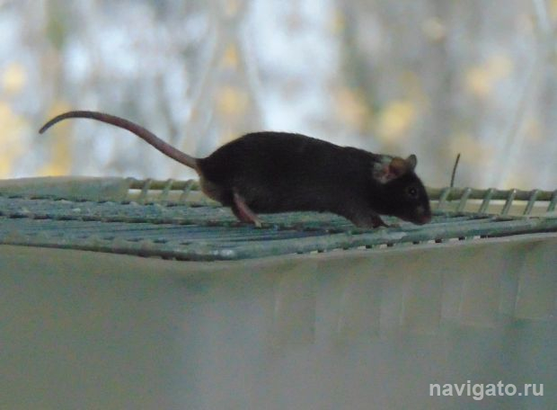 Сенсационное открытие о влиянии наночастиц сделали новосибирские ученые