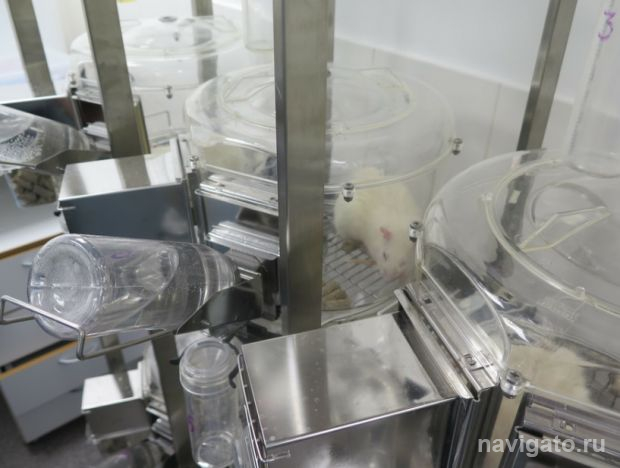 Как крысы помогут диагностировать гипертонию у людей