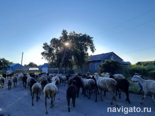 Как получать больше мяса от овец, разбираются учёные