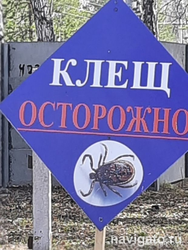 За неделю клещи укусили шесть человек