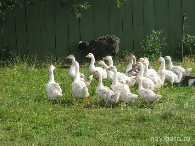 Новосибирские ученые нашли, чем заменить антибиотики для животных