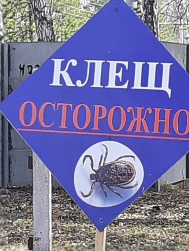 Двое новосибирцев умерли от клещевого энцефалита