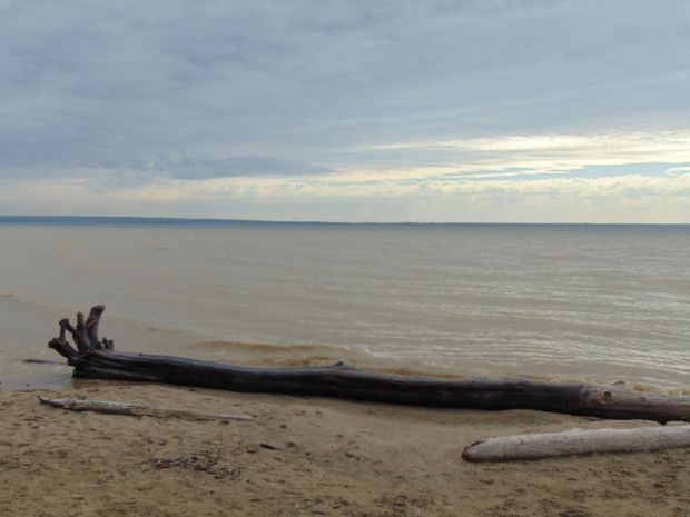 Мертвую косулю выкинуло на берег Обского моря