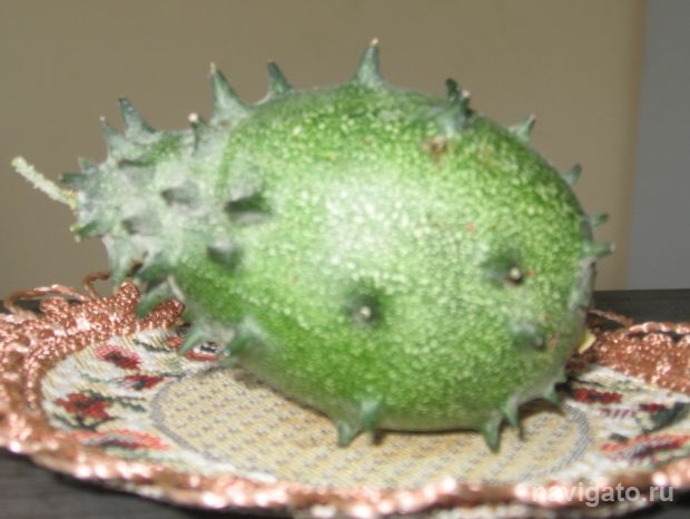 Рыбью мяту выращивают в Ботаническом саду СО РАН