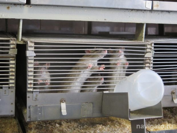 О научных разработках и не только рассказали участникам «Технопрома»