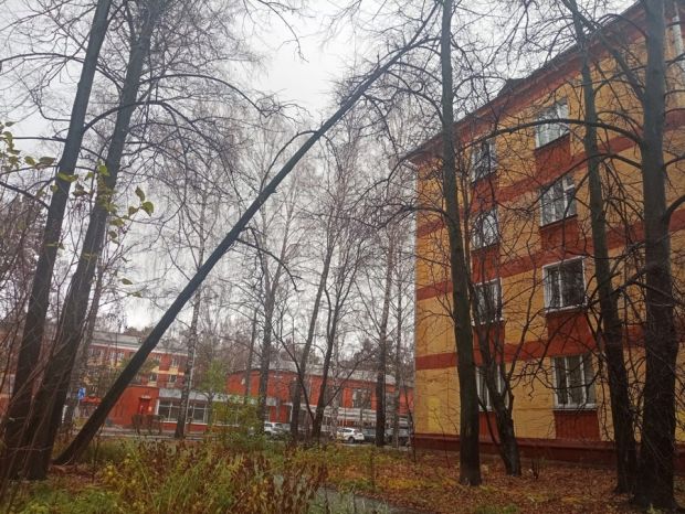В лесах Академгородка проводятся санитарные работы