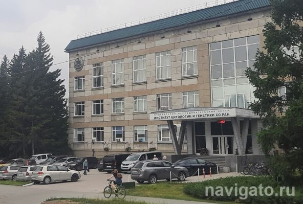 Гель для заживления ран создают сибирские ученые