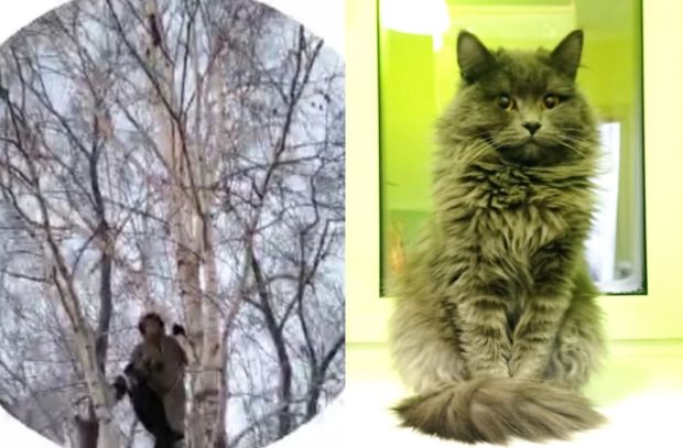 Неравнодушные новосибирцы спасли замерзающую в мороз кошку