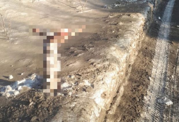 В Новосибирске полиция ищет живодера