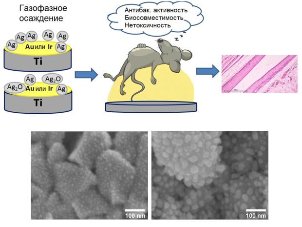 Специальное покрытие для имплантов предложили сибирские ученые