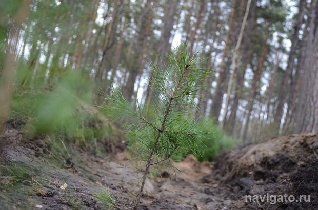 Более 4 миллионов сеянцев и саженцев лесных растений высадят в регионе