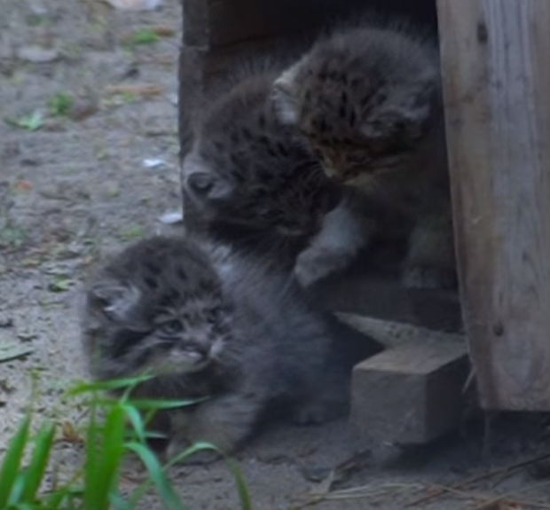 Дюжина маленьких манулов умиляет посетителей в новосибирском зоопарке