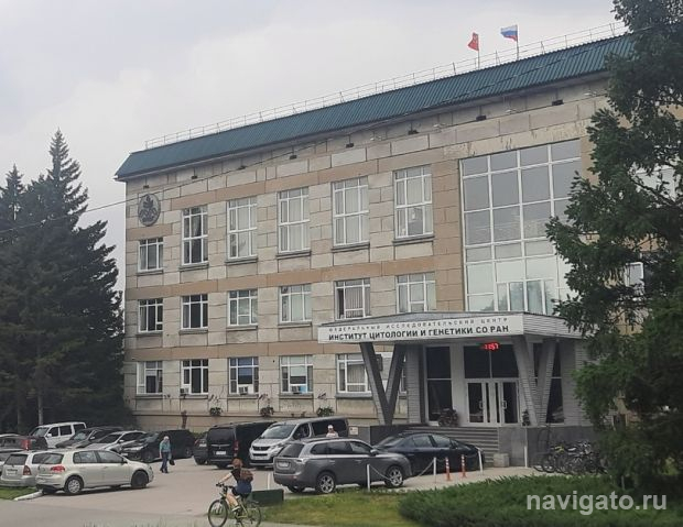 Перспективы лечения атеросклероза исследуют в ИЦиГ СО РАН