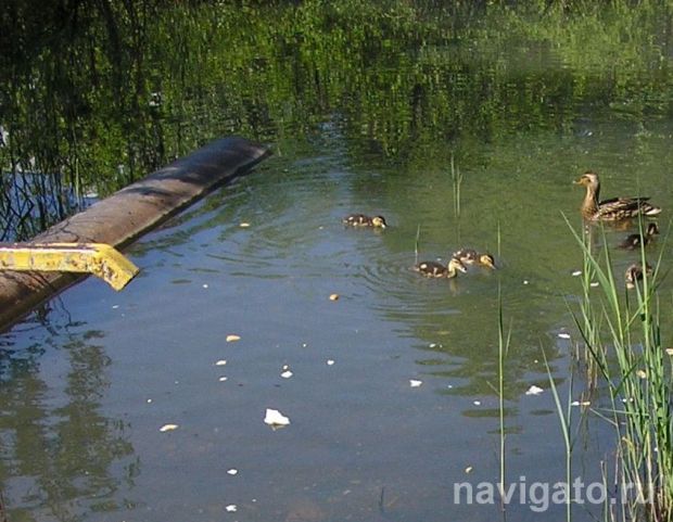 Нашествие комаров объяснили ученые