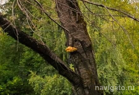 Ученые «Вектора» разработали средство против вирусов на основе грибов