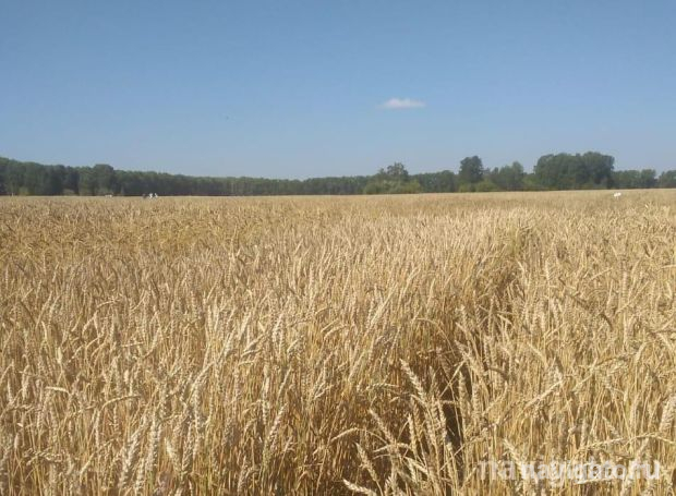 Устойчивую к заболеваниям пшеницу вывели благодаря ИЦиГ СО РАН