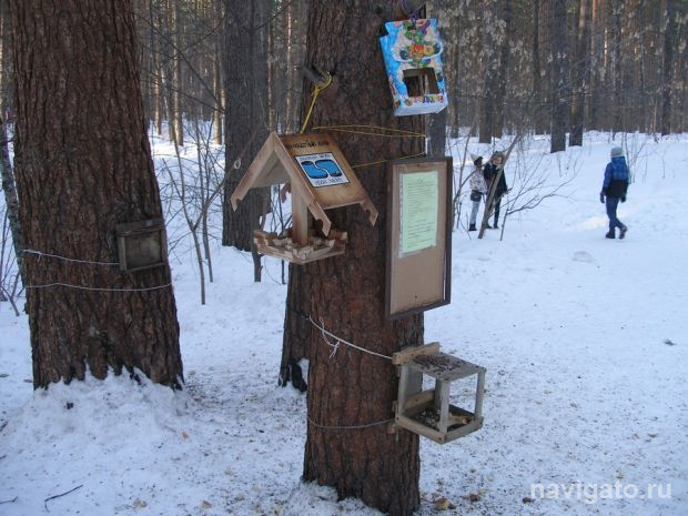 В Новосибирской области зима оказалась необычайно тёплой