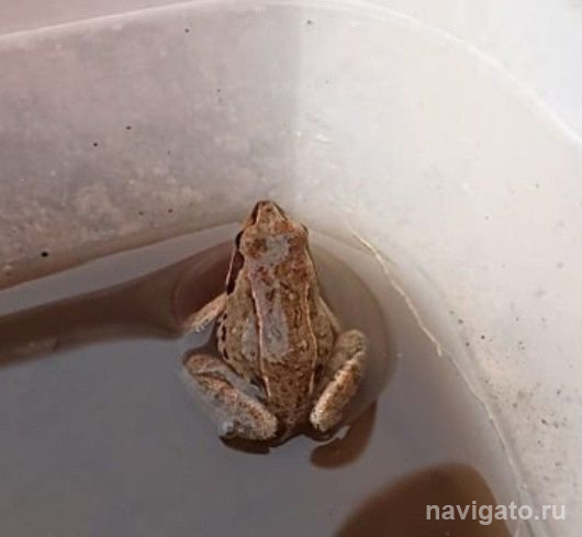 Жители Верхней зоны спасают лягушек около Утиной заводи