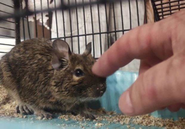 Неравнодушные горожане спасают выброшенную чилийскую белку дегу