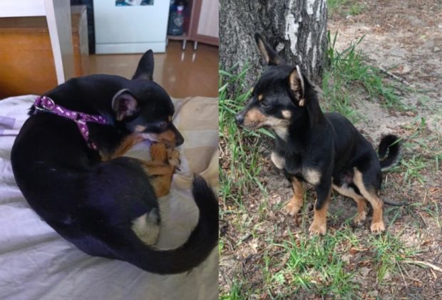 Той-терьер два месяца ждал хозяев на остановке под Новосибирском