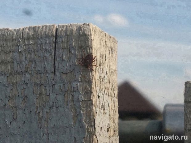 Клещи стали реже кусать жителей Новосибирской области