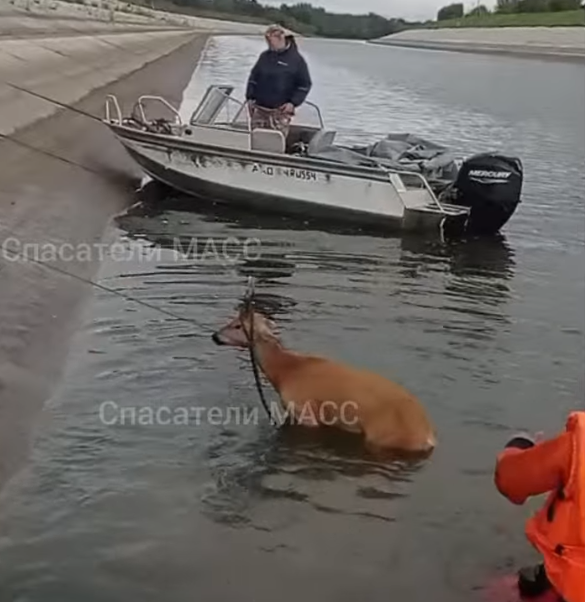 Две косули не могли выбраться из шлюзовского канала