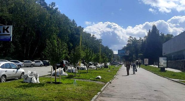 На улице Ильича высаживают черёмухи Маака