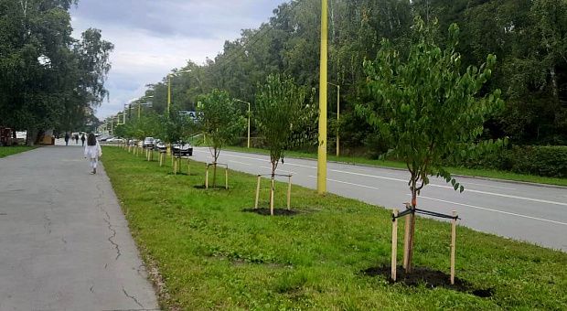 На улице Ильича закончили работы по высадке черемухи Маака