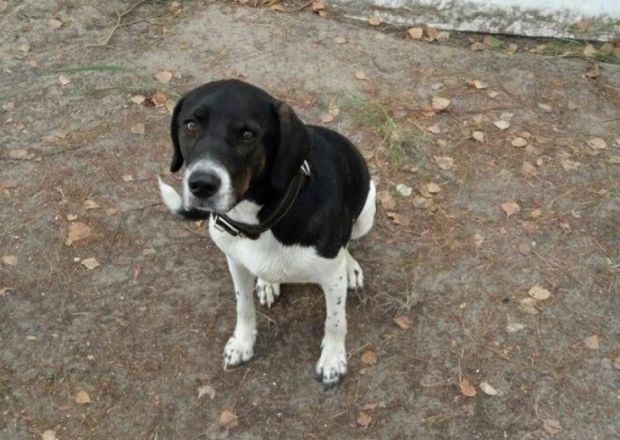 Мужчина ищет пса, пропавшего после ДТП на трассе