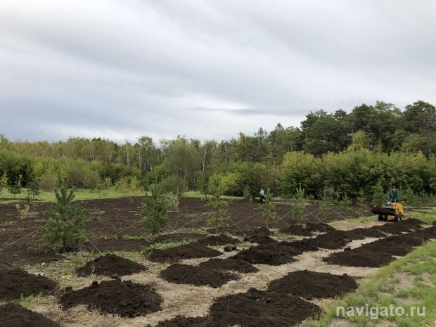 Около 70 деревьев высадят в микрорайоне Шлюз