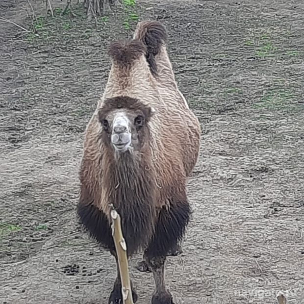 Пять животных погибли при пожаре в Новосибирском зоопарке