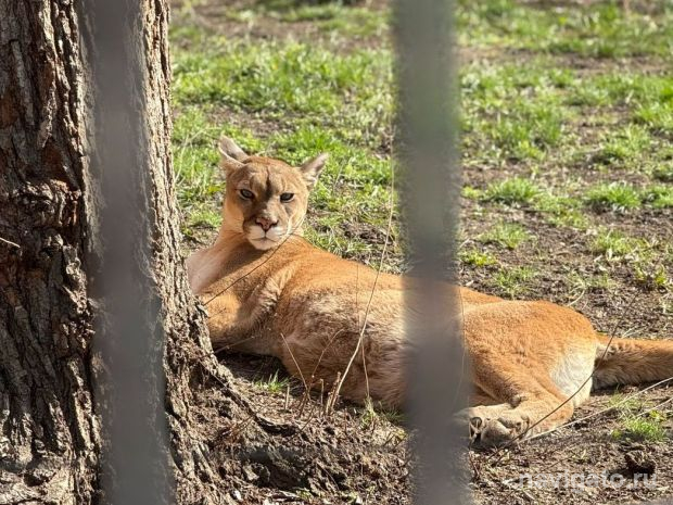 Пенсионерам разрешили бесплатно ходить в зоопарк