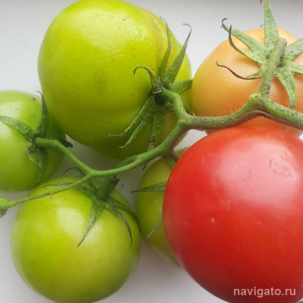 Умного робота для сбора томатов создал студент НГУ