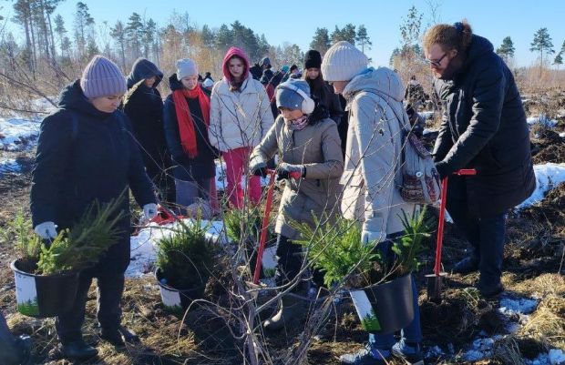 800 тысяч хвойных деревьев высадили в рамках акции «Сохраним лес»