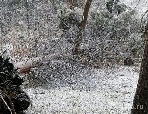 В детском саду на шестилетнего мальчика упала сосна