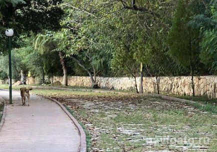 Обращение с бездомными животными будут контролировать общественники