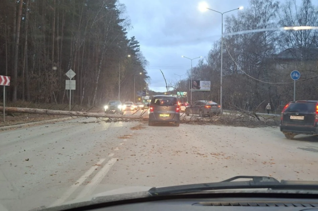На проспекте Строителей упала сосна