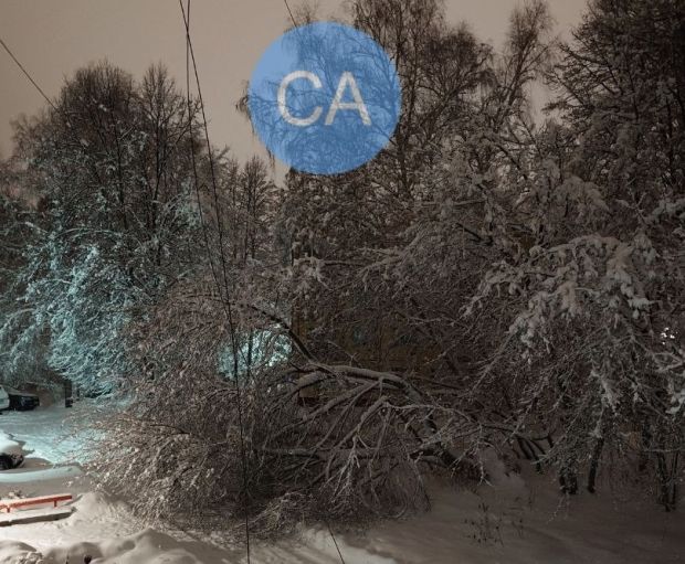 Метель и ветер стали причиной падения деревьев в Советском районе