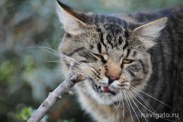 Новосибирский зоопарк перешел на новый режим работы