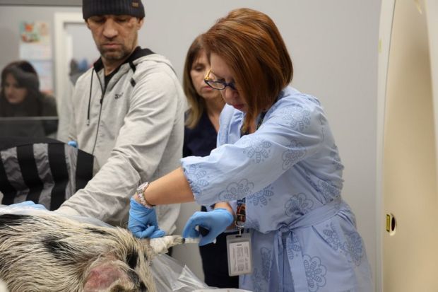 В Новосибирске впервые провели КТ-исследование мини-пигов