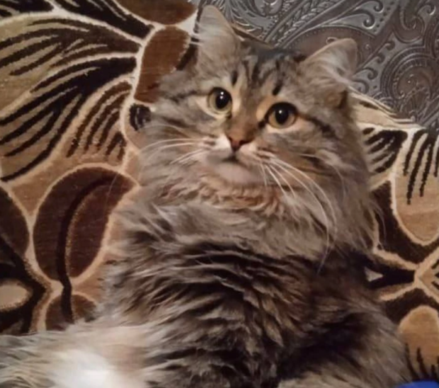 Спустя два месяца сибирячке вернули сбежавшего кота