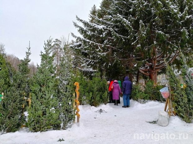 Где в Советском районе откроют елочные базары