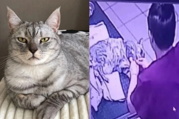 Хозяйке убитого в ветклинике кота выплатят 30 тысяч рублей